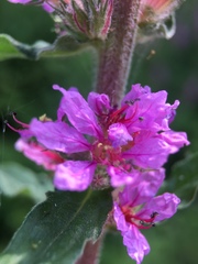 Lythrum salicaria