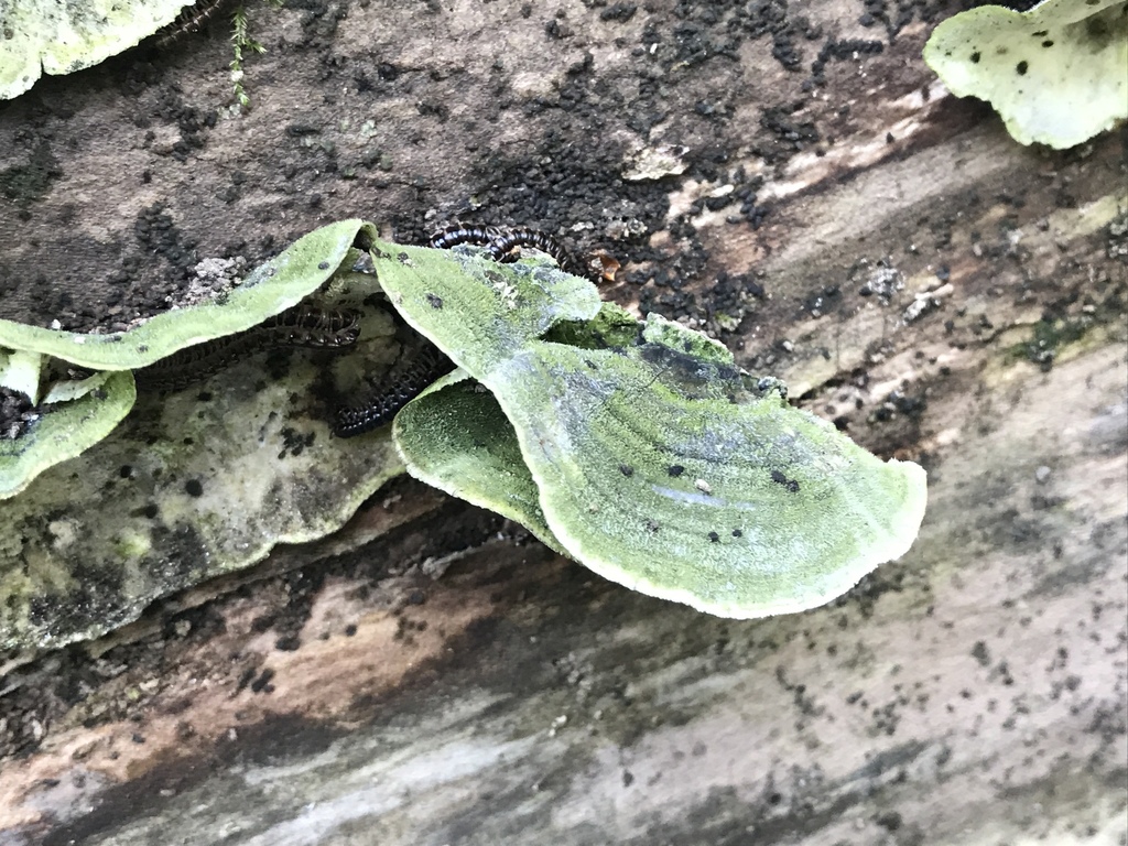 Cerrenaceae