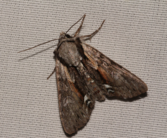 Hyppa contrasta