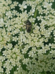 Glyptobaris lecontei