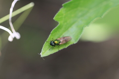 Chloromyia formosa