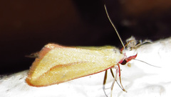 Phytometra obliqualis