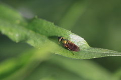 Chloromyia formosa