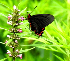 Parides bunichus