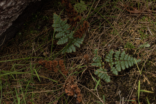 Cheilanthes inaequalis, 2021-11-28