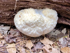 Hericium erinaceus