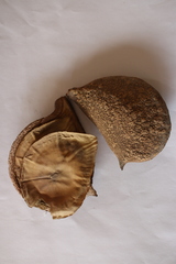 Balfourodendron riedelianum