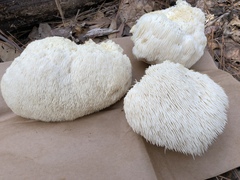 Hericium erinaceus