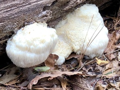 Hericium erinaceus