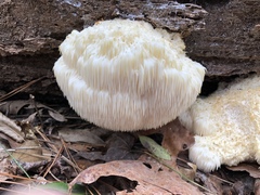 Hericium erinaceus