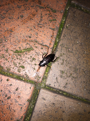 Periplaneta japonica