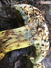 Butyriboletus brunneus