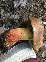 Butyriboletus brunneus