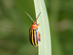 Kuschelina tenuilineata