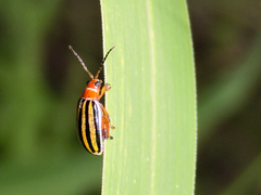Kuschelina tenuilineata