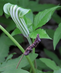 Arisaema stewardsonii