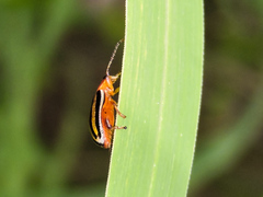 Kuschelina tenuilineata
