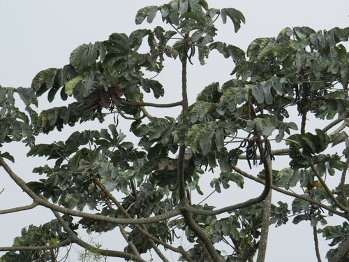 Image of Cecropia hololeuca by (c) Victor Farjalla Pontes, some rights reserved (CC BY)