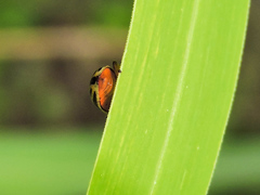 Kuschelina tenuilineata