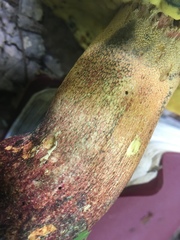 Butyriboletus brunneus