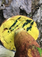 Butyriboletus brunneus