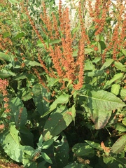 Rumex obtusifolius