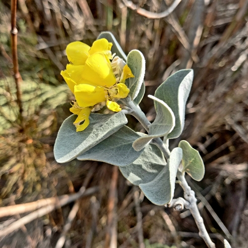 Ladismith Yellow Keurtjie (Stirtonanthus chrysanthus)