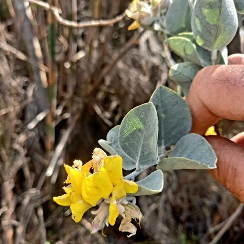 Image of Stirtonanthus chrysanthus by (c) kevin koen, some rights reserved (CC BY-SA)