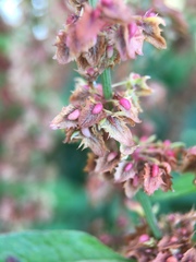 Rumex obtusifolius