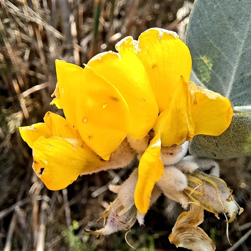 Image of Stirtonanthus chrysanthus by (c) kevin koen, some rights reserved (CC BY-SA)