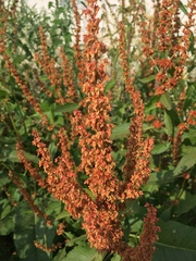 Rumex obtusifolius
