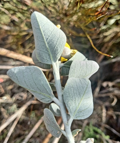Image of Stirtonanthus chrysanthus by (c) kevin koen, some rights reserved (CC BY-SA)