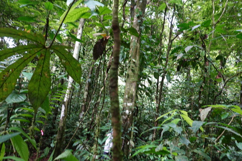 Pourouma bicolor, 2024-09-25