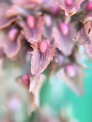 Rumex obtusifolius