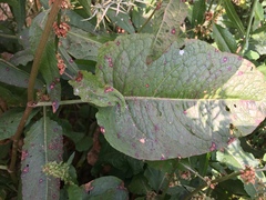 Rumex obtusifolius