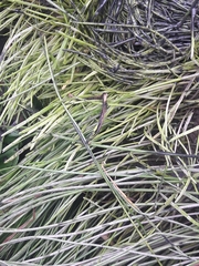 Lilaeopsis occidentalis