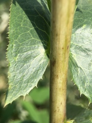 Lactuca serriola