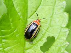 Kuschelina tenuilineata