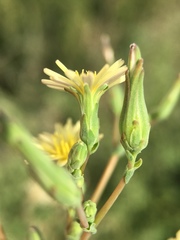 Lactuca serriola