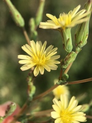 Lactuca serriola