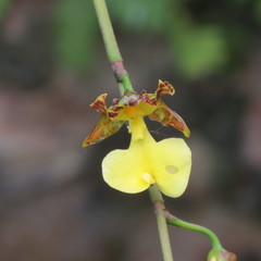 Oncidium tigrinum