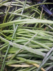 Lilaeopsis occidentalis