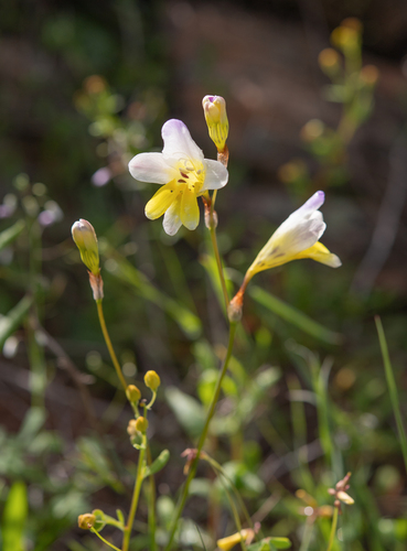 Sparaxis caryophyllacea