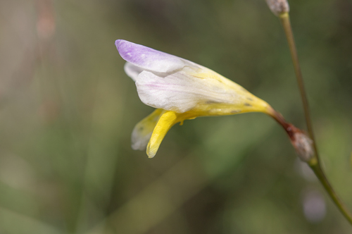 Sparaxis caryophyllacea