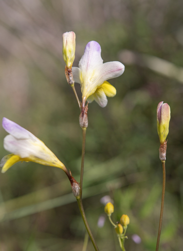 Sparaxis caryophyllacea