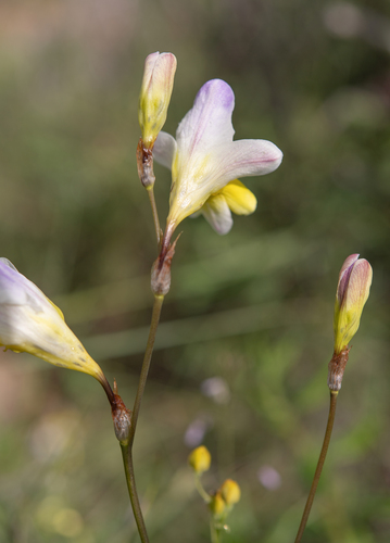 Sparaxis caryophyllacea