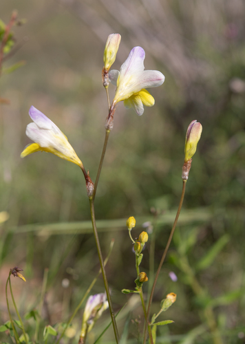 Sparaxis caryophyllacea