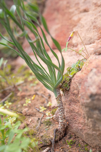 Sandveld Kukumakranka (Gethyllis britteniana)