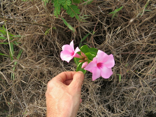 Mandevilla pohliana, photograph 1