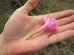 Mandevilla pohliana, photograph Victor Farjalla Pontes, CC BY, iNaturalist via GBIF